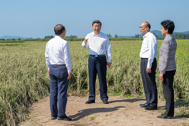 9月6日至8日，中共中央總書記、國(guó)家主席、中央軍委主席習(xí)近平在黑龍江考察。這是7日上午，習(xí)近平在遭受洪澇災(zāi)害的哈爾濱尚志市老街基鄉(xiāng)龍王廟村，察看水稻受災(zāi)情況。